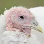 Hvordan ved jeg, hvilket materiale min køkkensaks skal være lavet af?